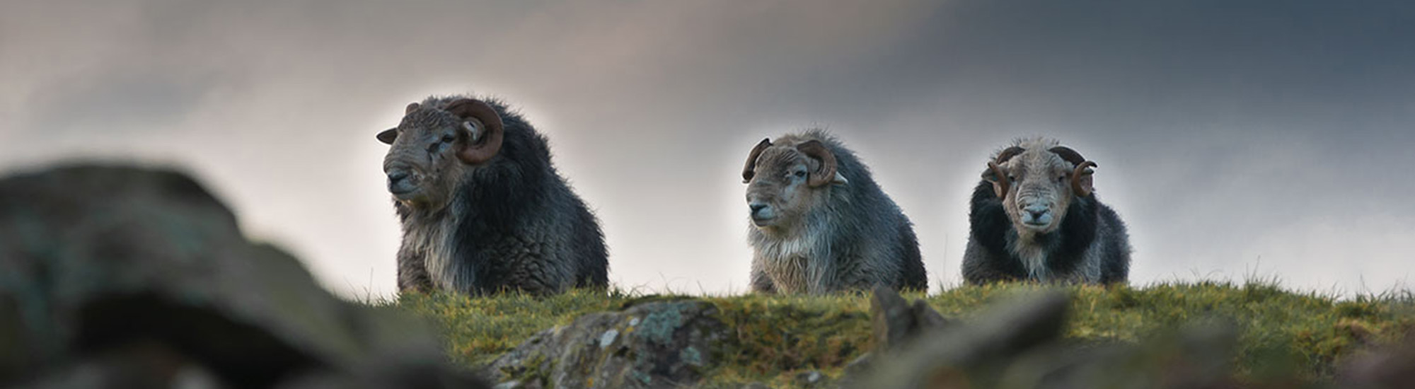 herdwick sheep